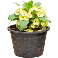 Bitkim Sende Kadınlar Gününe Özel Sarı Renk Milli Dikenler Tacı Çiçeği Tül