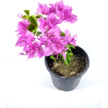 Bitkim Sende Begonvil Fidanı Bougainvillea Bahçe Balkon Teras