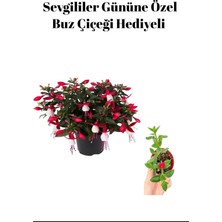 Bitkim Sende Sevgililer Gününe Özel Hediyelik Küpeli Çiçeği Buz Çiçeği Hediyeli
