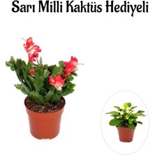 Bitkim Sende Hediyelik Kırmızı Yılbaşı Çiçeği Kadınlar Gününe Özel Sarı Milli Kaktüs Hediyeli