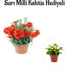 Bitkim Sende Kadınlar Gününe Özel Kırmızı Renk Karanfil Çiçeği Sarı Milli Kaktüs Hediyeli