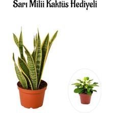 Bitkim Sende Hediyelik Sarı Alacalı Paşa Kılıcı Bitkisi Kadınlar Gününe Özel Sarı Milli Hediyeli