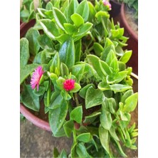 Bitkim Sende Videolu Pembe Renkli Buz Çiçeği (5 10 Cm)30 Adet Saksılı/ Tüplü Çiçekli Bodur Bitki Delosperma