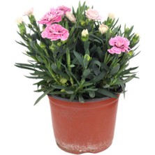 Bitkim Sende Videolu Pembe Bodur Karanfil Çiçeği (15-25 Cm)1 Adet Saksılı Iç/dış Mekan Bitkisi Dianthus