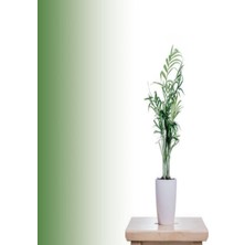 Bitkim Sende Chamaedorea Elegans Dağ Palmiyesi 20CM 8.5 Saksıda Iç Mekan Bitkisi