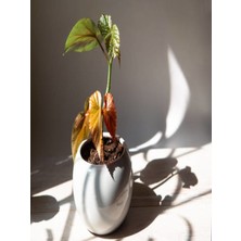 Bitkim Sende Çilli Begonya 8.5 Saksıda Begonia Corollina Mini Boy Bol Dallı Iç Mekan Bitkisi