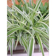 Bitkim Sende Kurdele Çiçeği (Chlorophytum)