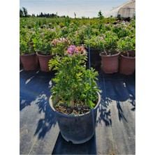 Bitkim Sende Itır (Pelargonium Graveolens)