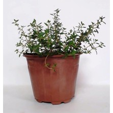 Bitkim Sende Saksılı Dağ Bahçe Kekiği Fidanı 10-20 cm 1 Adet Thymus Vulgaris