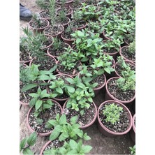 Bitkim Sende Saksılı Nane Fidanı Fidesi 1 Adet 10-20 cm Mentha