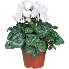 Bitkim Sende Sıklamen Çiçeği Beyaz Cyclamen 20CM 30CM