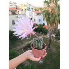 Bitkim Sende Echinopsis Oxygona - Büyük Boy Kaktüs