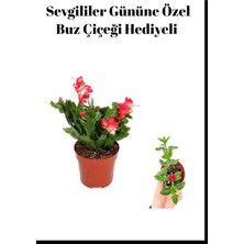 Bitkim Sende Kadınlar Gününe Özel Kırmızı Renk Yılbaşı Çiçeği Buz Çiçeği Hediyeli