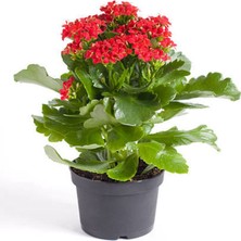 Bitkim Sende Sevgililer Gününe Özel Kırmızı Renk Kalanşo Çiçeği Buz Çiçeği Hediyeli