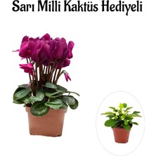 Bitkim Sende Hediyelik Fuşya Sıklamen Çiçeği Kadınlar Gününe Özel Sarı Milli Kaktüs Hediyeli