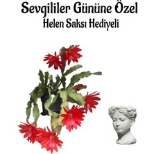 Bitkim Sende Kadınlar Gününe Özel Kırmızı Renk Yılbaşı-Kaktüsü Çiçeği Helen Saksı Hediyeli