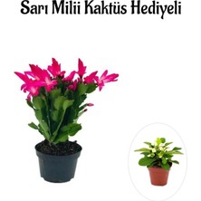 Bitkim Sende Kadınlar Gününe Özel Pembe Renk Yılbaşı Çiçeği Sarı Milii Kaktüs Hediyeli