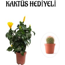 Bitkim Sende Sarı Renk Japon Gülü Çiçeği Kadınlar Gününe Özel Kaktüs Hediyeli