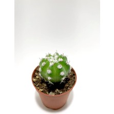 Bitkim Sende Echinopsis Subdenudata Kaktüs