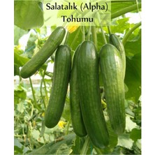 Bitkim Sende Hıyar Beith Alpha Salatalık Tohumu (5gr.)