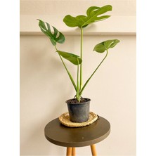 Bitkim Sende Monstera Deliciosa Deve Tabanı Orta Boy 45-50 cm