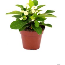 Bitkim Sende Tül Kuşkonmaz Çiçeği Sevgililer Gününe Özel Sarı Milli Kaktüs