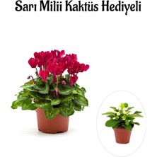 Bitkim Sende Hediyelik Mürdüm Renk Sıklamen Çiçeği Kadınlar Gününe Özel Sarı Milli Hediyeli