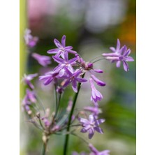 Bitkim Sende Videolu Sosyete Sarımsağı Çiçeği (40 50 Cm)1 Adet Tüplü Çiçekli Bodur Bitki Tulbaghia Violacea