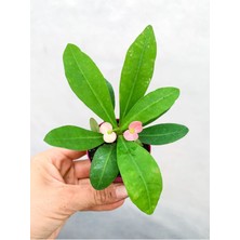 Bitkim Sende Videolu 1 Adet Mini Pembe Çiçekli Dikenler Tacı Çiçeği 5-15 cm Saksılı Çiçekli Bodur Euphorbia Milii