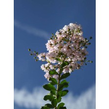 Bitkim Sende Videolu Beyaz Çiçekli Oya Ağacı Fidanı (60 80 Cm)1 Adet Saksılı Dış Mekan Ağacı Lagerstroemia Indica