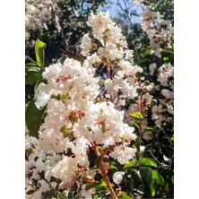 Bitkim Sende Videolu Beyaz Çiçekli Oya Ağacı Fidanı (60 80 Cm)1 Adet Saksılı Dış Mekan Ağacı Lagerstroemia Indica