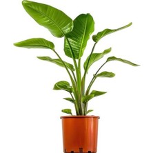 Bitkim Sende Hediyelik Starliçe Cennet Çiçeği Bitkisi Sevgililer Gününe Özel Kaktüs Hediyeli