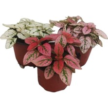 Bitkim Sende 3'lü Minyatür Fittonya 3 Farklı Renk