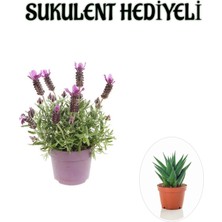 Bitkim Sende Mis Kokulu Mor Lavanta Fidanı Kadınlar Gününe Özel Sukulent Hediyeli
