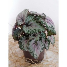 Bitkim Sende Begonya Rex Yaprak Güzeli