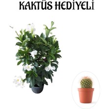 Bitkim Sende Kokulu Beyaz Mandevilla Sarmaşığı Kadınlar Gününe Özel Kaktüs Hediyeli