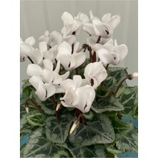 Bitkim Sende Canlı Beyaz Sıklamen Çiçeği 13 cm Saksı Hediyelik Çiçek