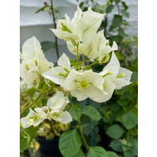 Bitkim Sende Videolu 1 Adet Beyaz Begonvil Çiçeği 30-60 cm Tüplü Çiçekli Bodur Bitkiler(Begonia)