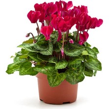 Bitkim Sende Videolu Kırmızı Sıklamen (30 50 Cm)1 Adet Saksılı Çiçekli Salon Bitkisi Cyclamen