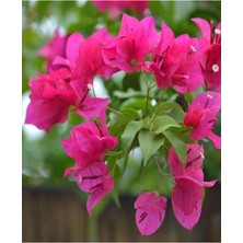 Bitkim Sende Videolu Fuşya Pembe Begonvil (30 50 Cm)1 Adet Saksılı Çiçekli Bahçe/ Balkon Bitkisi Bougainvillea