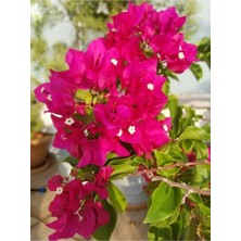 Bitkim Sende Videolu Fuşya Pembe Begonvil (30 50 Cm)1 Adet Saksılı Çiçekli Bahçe/ Balkon Bitkisi Bougainvillea