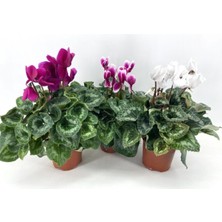 Bitkim Sende Sıklamen Çiçeği-3'lü-Fuşya-Alacalı-Beyaz Çiçekli Bodur Bitki