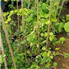 Bitkim Sende Begonvil Gelin Duvağı Fidanı, Saksıda Bougainvillea Bahçe Balkon Teras