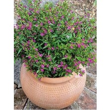 Bitkim Sende Kufeya Cennet Çiçeği Mor - Cuphea Hyssopifolia 20-30CM (Iç Mekan Bitkileri)