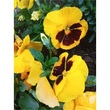 Bitkim Sende Videolu Sarı Hercai Menekşe (5 15 Cm)1 Adet Saksılı Çiçekli Bodur Bitki Viola Tricolor