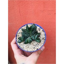 Bitkim Sende Gasteria Pillansii Sukulent