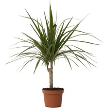 Bitkim Sende Dracena Marginata Bitkisi - Madagaskar Dragon Ağacı 50-60 cm