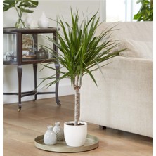 Bitkim Sende Dracena Marginata Bitkisi - Madagaskar Dragon Ağacı 50-60 cm