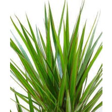 Bitkim Sende Dracena Marginata Bitkisi - Madagaskar Dragon Ağacı 50-60 cm