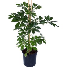 Bitkim Sende Yeşil Şeflera – Schefflera Arboricola Nora - Bitki Boyu 60-80 cm